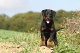 BEAUCERON - PUPPIES 122